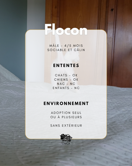 Adopter Flocon