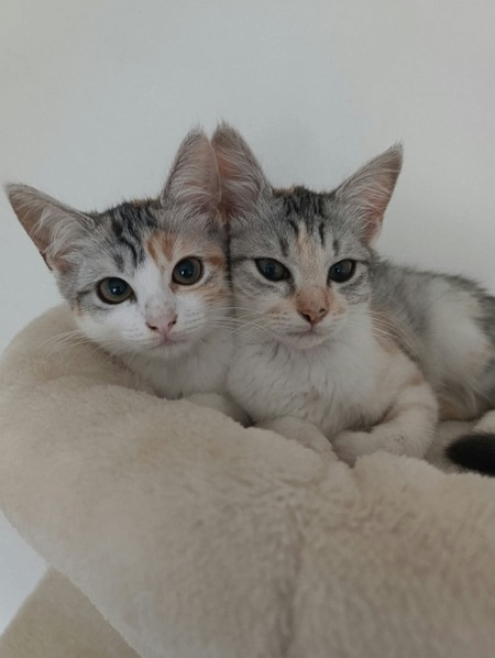 Adopter Enora 
