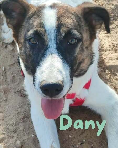 Adopter Dany