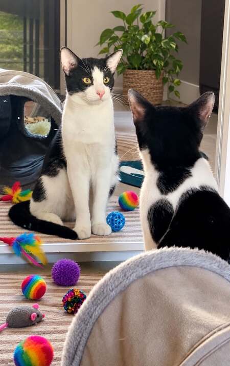 Adopter Ben