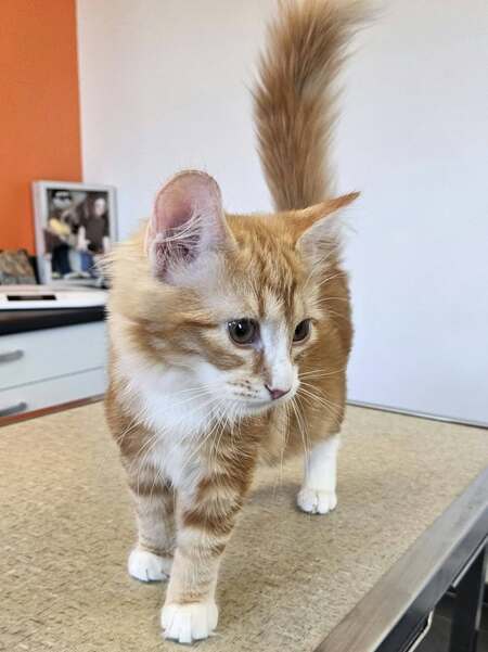 Adopter Barbalala