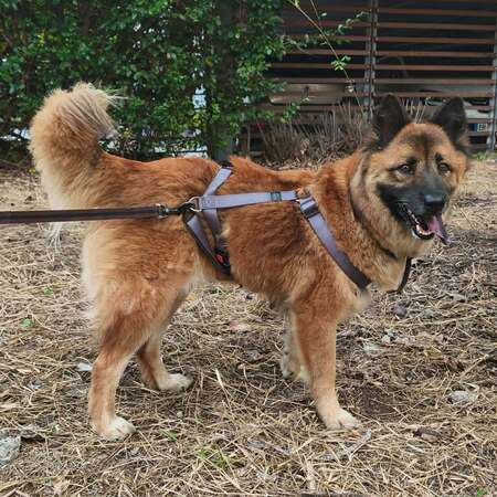 Adopter LAÏKA