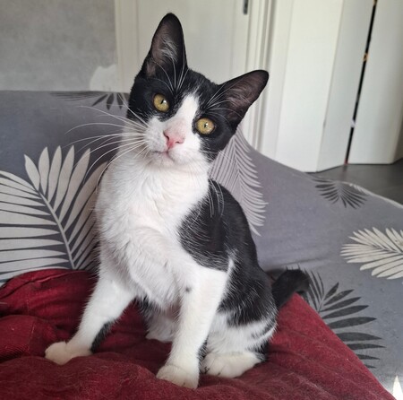Adopter Bretzel