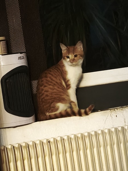 Adopter Salsifis