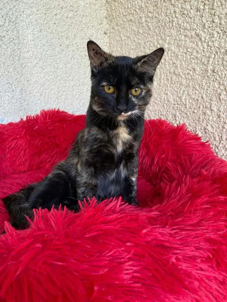 Adopter Bonnie