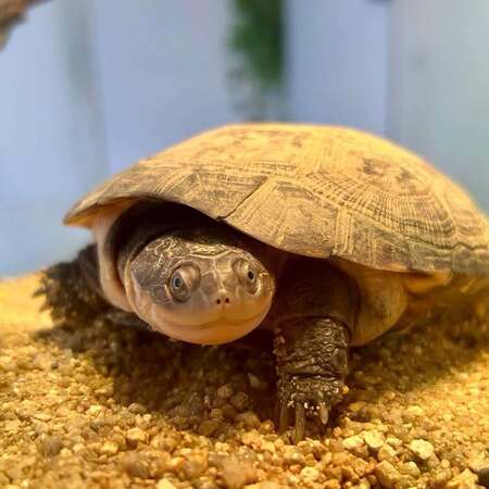 Adopter Pélomedusa 