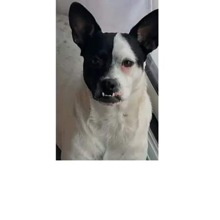 Adopter Pumba