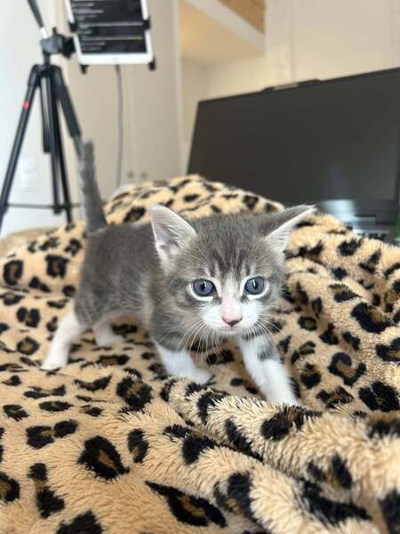 Adopter Balos