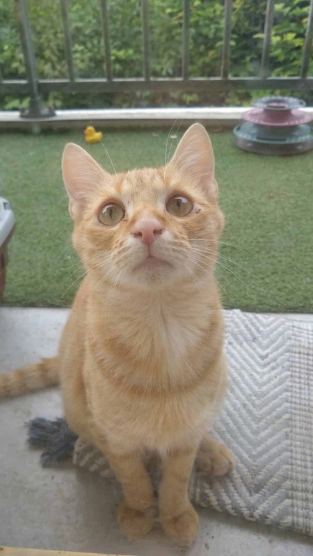 Adopter Léo