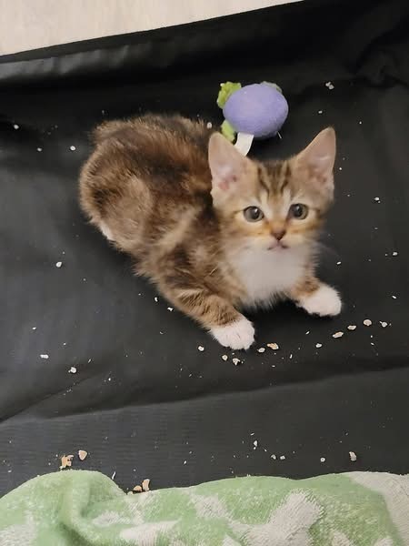 Adopter HELIA