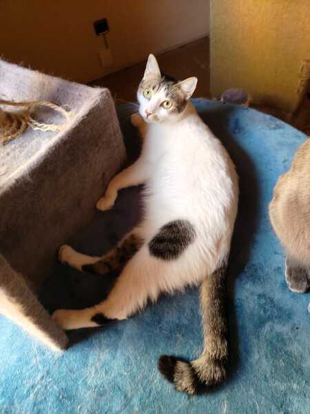 Adopter Estrella