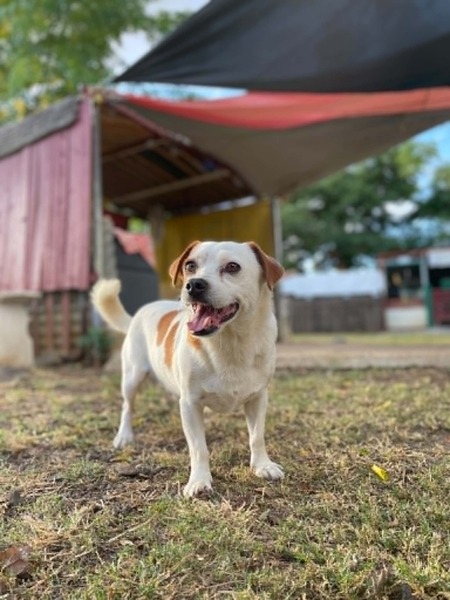 Adopter chayton