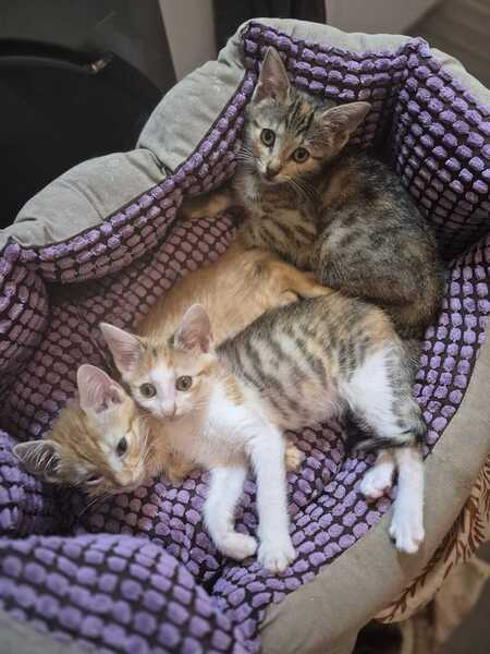 Adopter Jane