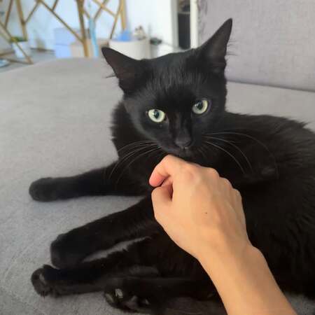 Adopter Tango