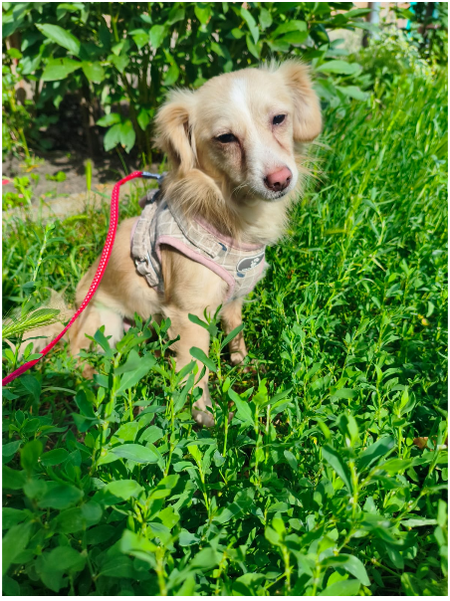 Adopter LOLA, a adopter!
