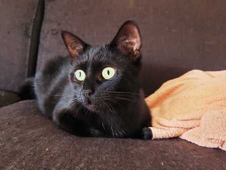 Adopter Mitzika 