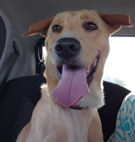 Adopter Kiko