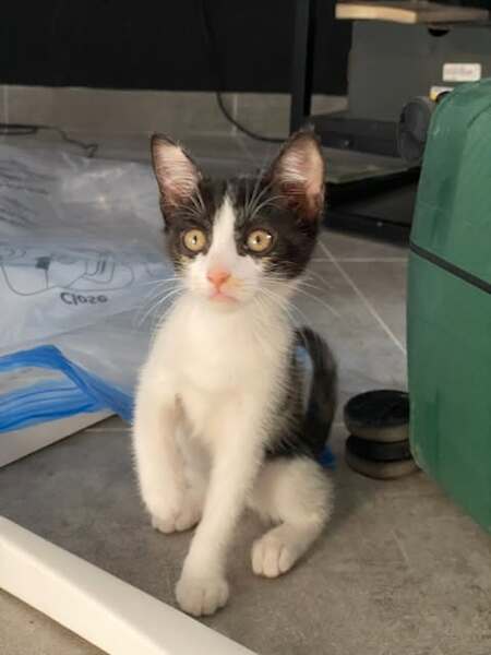 Adopter PATOUNE