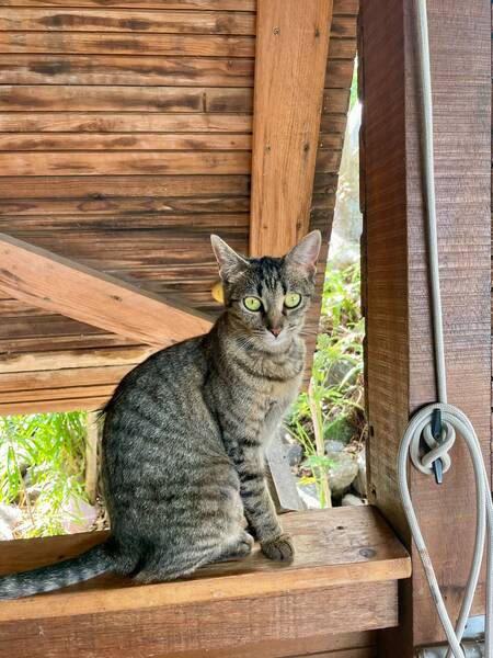 Adopter Lousty 