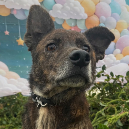 Adopter Camillo