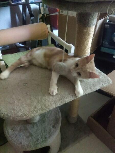 Adopter Banzaï