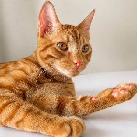 Adopter Shanks