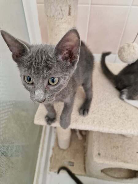 Adopter Boogie