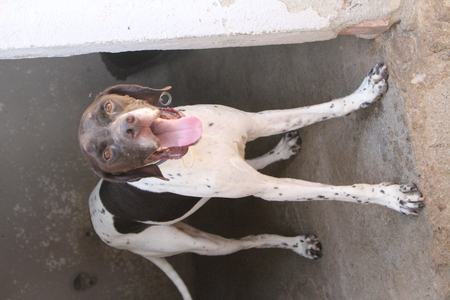 Adopter Salesiano