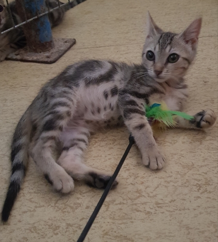 Adopter Perla