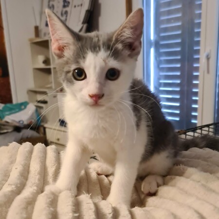 Adopter Madie