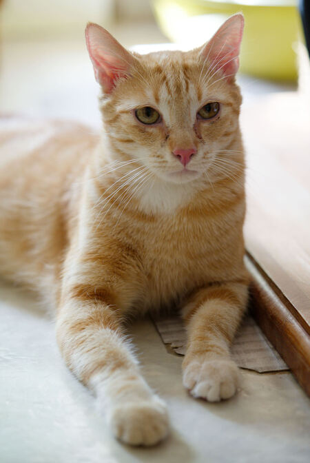 Adopter Mufassa