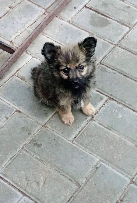 Adopter Blumera