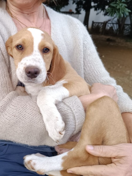 Adopter Teddy