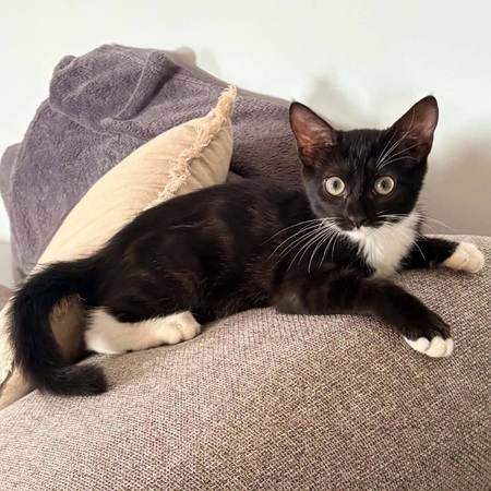 Adopter NINA