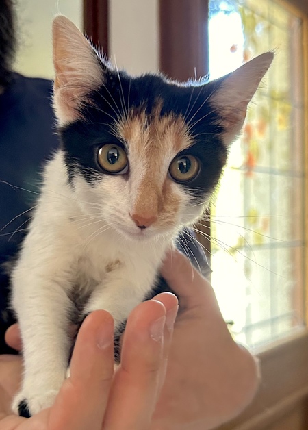 Adopter Nala