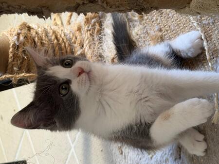 Adopter Bess
