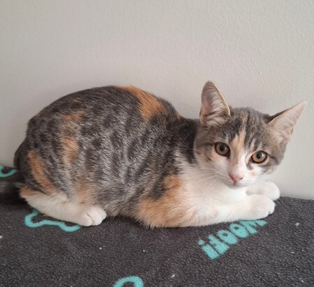 Adopter Betsi