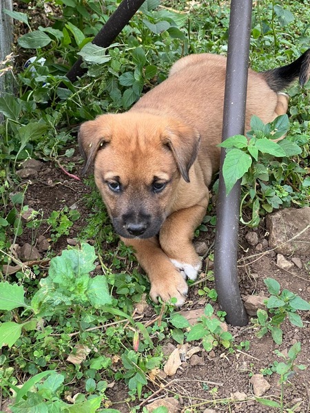 Adopter Jazz