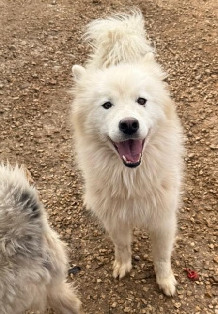 Adopter Cloud