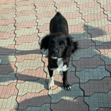 Adopter LOTTO