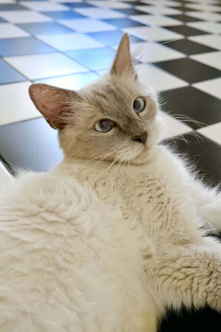 Adopter Cyanne