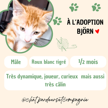 Adopter Björn