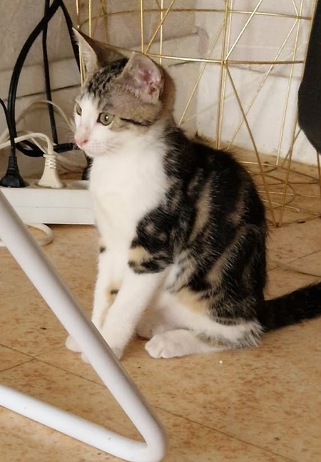 Adopter MAKI