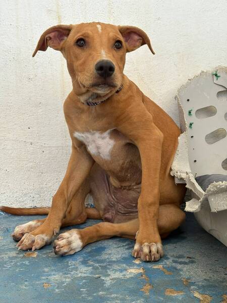 Adopter Amelia