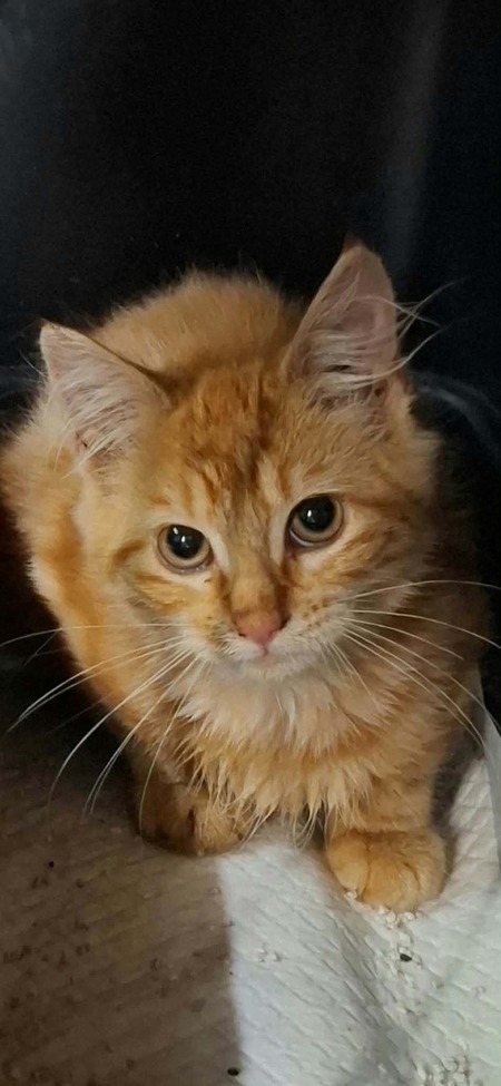 Adopter Semoule