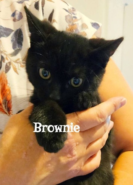Adopter Brownie