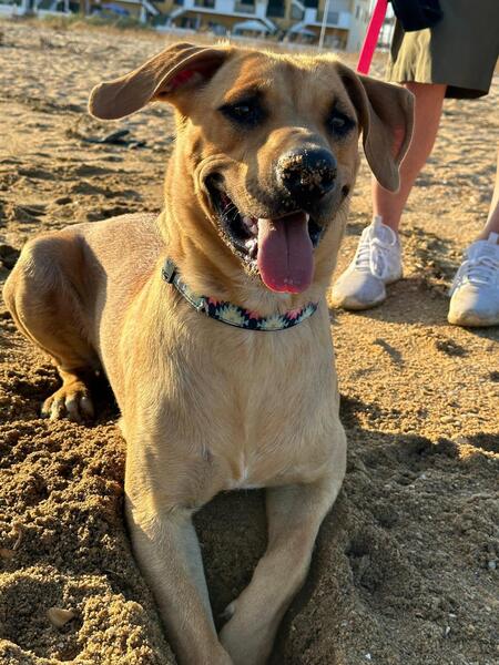 Adopter Simba