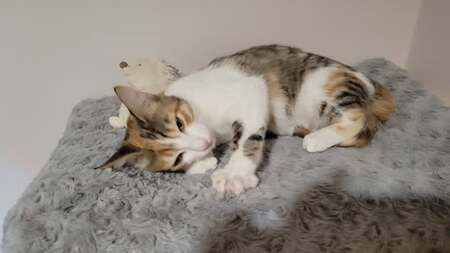Adopter Frimousse