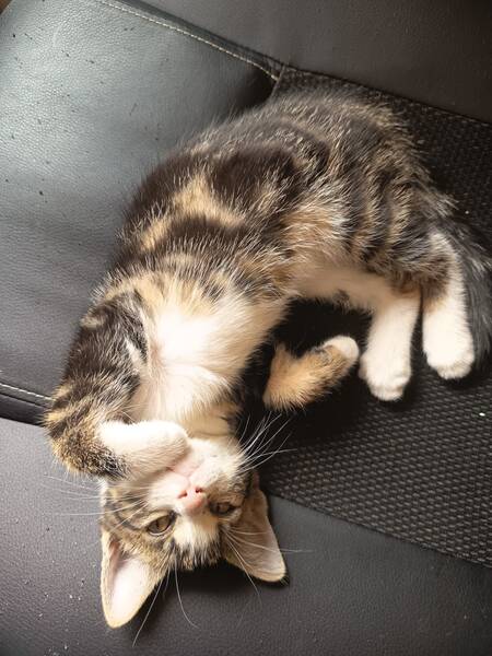 Adopter Bucky