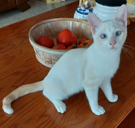 Adopter Fernandito Duo Tinito